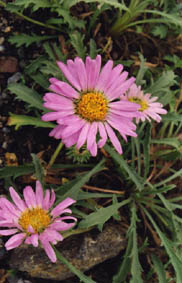 Aster coloradoensis